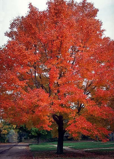 25 Scarlet CAROLINA RED MAPLE Tree Acer Rubrum Seeds